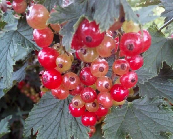 ลูกเกดแดงอันเป็นที่รัก