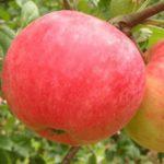 ต้นแอปเปิ้ล ออกซิส