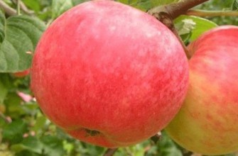 ต้นแอปเปิ้ล ออกซิส