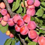 พลัมแมนจูเรียนบิวตี้