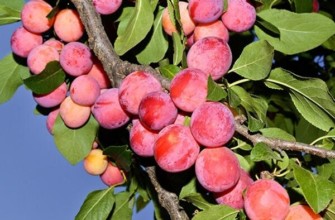 พลัมแมนจูเรียนบิวตี้