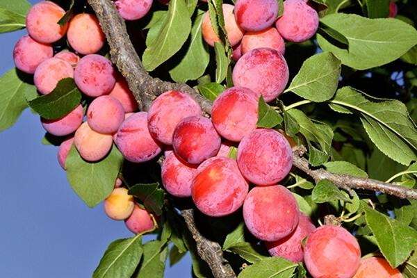 พลัมแมนจูเรียนบิวตี้