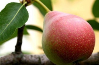 ลูกแพร์หินอ่อน