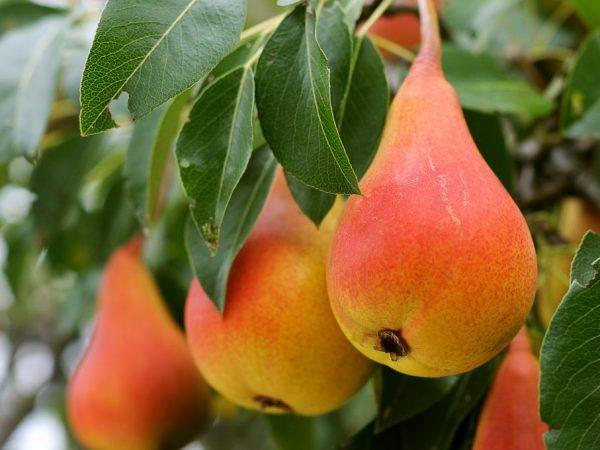 poire élégante Efimova