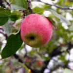 ความงดงามของต้นแอปเปิลแห่งสเวียร์ดลอฟสค์