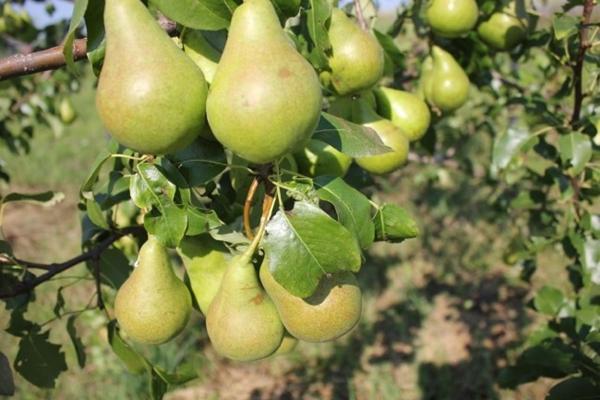 ลูกแพร์พันธุ์โรกเนดา