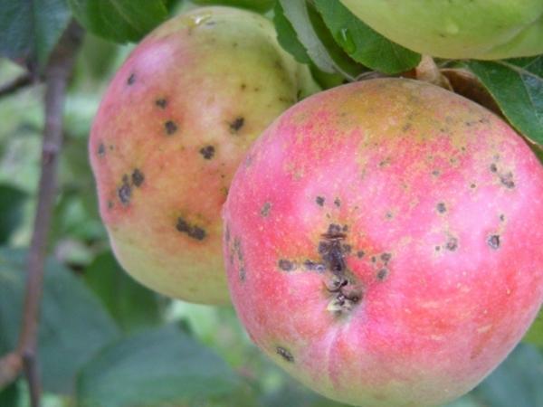 Tavelure sur un pommier