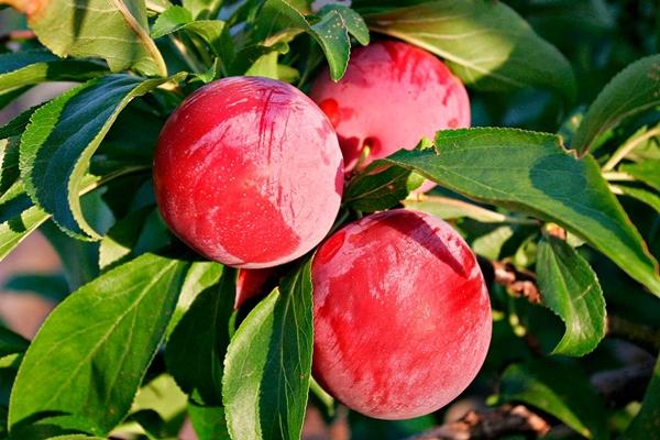 ลูกพลัมสีแดง