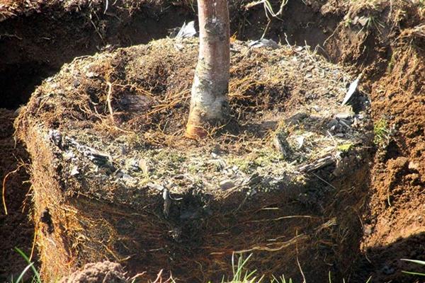 การเน่าเปื่อยของคอรากของลูกแพร์