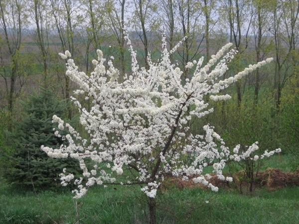 ต้นพลัมแมนจูเรียนบิวตี้