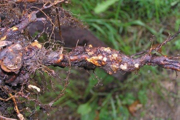 มะเร็งราก