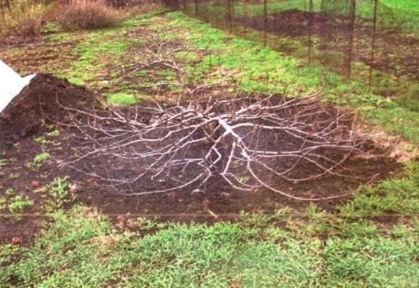 การขยายพันธุ์ต้นแอปเปิลเลื้อย