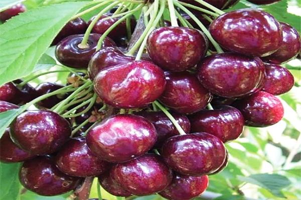 ต้นกล้าเชอร์รี่