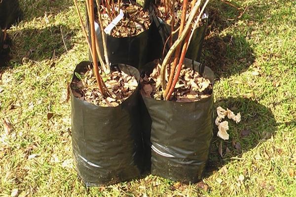 การปลูกบลูเบอร์รี่เออร์ลิบลูในภาชนะ