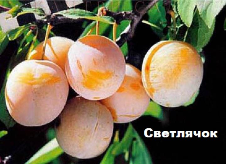 พลัมหิ่งห้อย