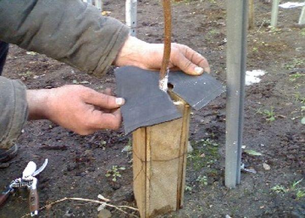 การคลุมแอปริคอต