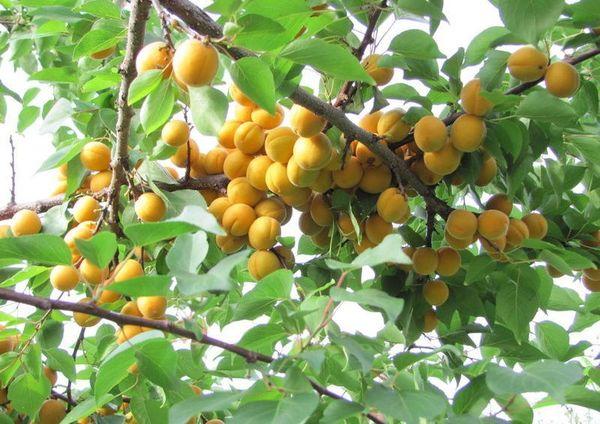 ต้นแอปริคอต