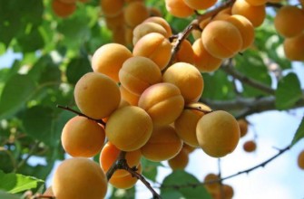 แอปริคอตสุก