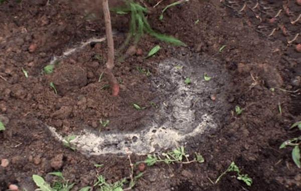 การรดน้ำต้นกล้า