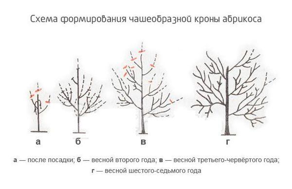 การสร้างมงกุฎ