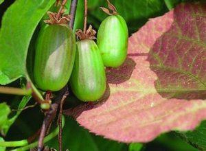 คำอธิบายพันธุ์แอคทินิเดียของ Doctor Shimanovsky คำแนะนำในการปลูกและการดูแล