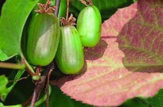 ผลแอกทินิเดีย