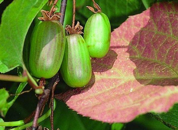 ผลแอกทินิเดีย