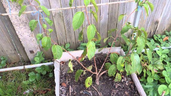 ต้นกล้าแอคทินิเดีย