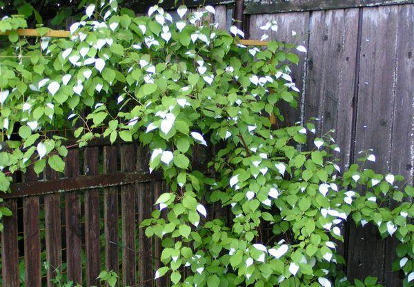 ใบแอกทินิเดีย