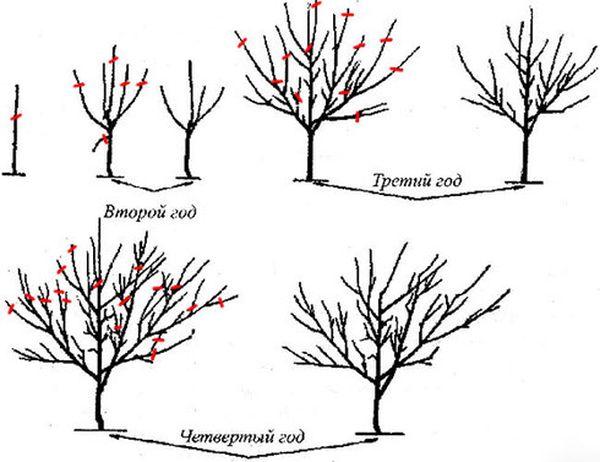 รายละเอียดและกฎการปลูกเชอร์รี่พลัมพันธุ์เก็กและแมลงผสมเกสร