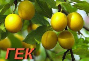 รายละเอียดและกฎการปลูกเชอร์รี่พลัมพันธุ์เก็กและแมลงผสมเกสร