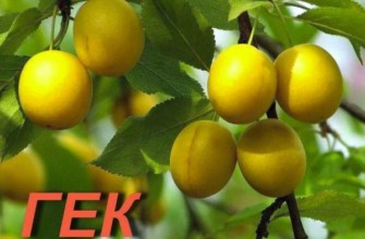 พลัมเฮค