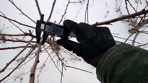 กิ่งพันธุ์พลัมเชอร์รี่