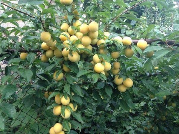 รายละเอียดและกฎการปลูกเชอร์รี่พลัมพันธุ์เก็กและแมลงผสมเกสร