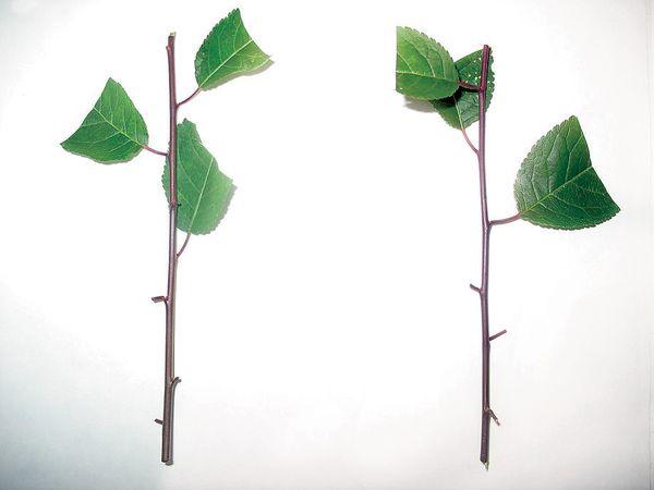 กิ่งพันธุ์อ่อน