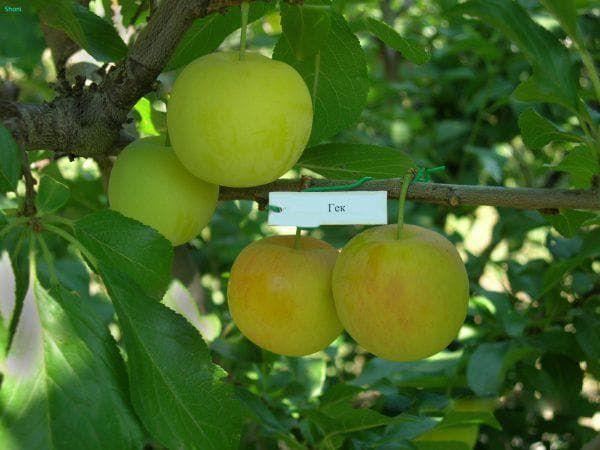 พันธุ์เก๊ก