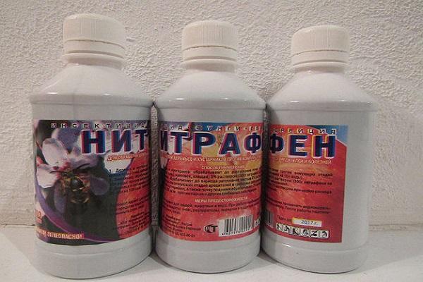 ลักษณะและรายละเอียดการปลูกเชอร์รี่พลัมพันธุ์ Soneyka