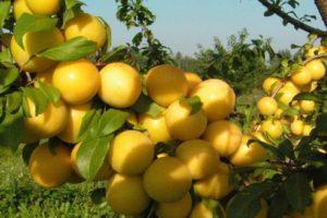 ลักษณะและรายละเอียดการปลูกเชอร์รี่พลัมพันธุ์ Soneyka