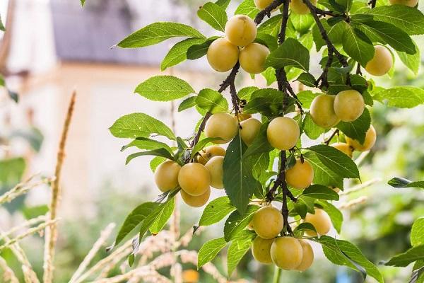 พวงผลไม้