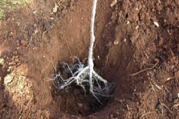 วางในหลุม