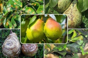 โรคลูกแพร์