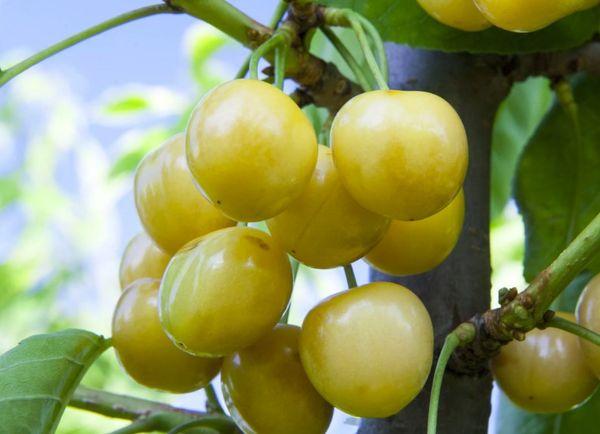 เลนินกราดเยลโลว์