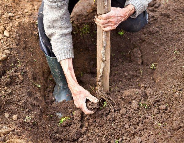 การปลูกต้นเชอร์รี่