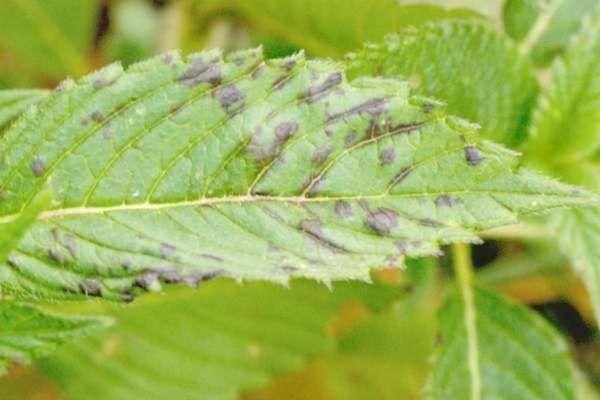 จุดสีน้ำตาล