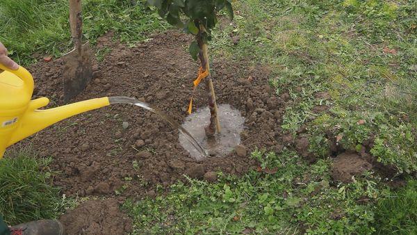 โหมดการรดน้ำ