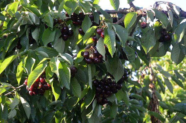 ต้นไม้ที่มีผล