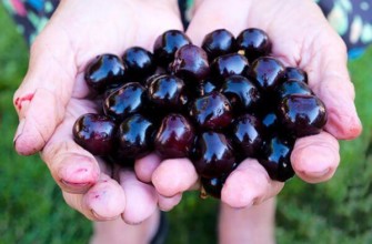 ผลไม้แห่งเลนินกราด