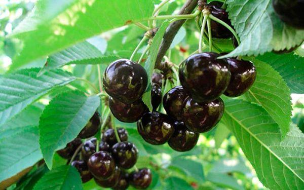 ผลไม้แห่งเลนินกราดดำ