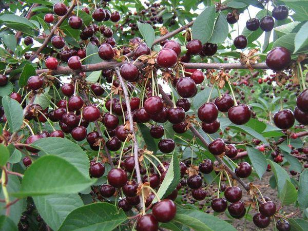 ความอิจฉาเชอร์รี่