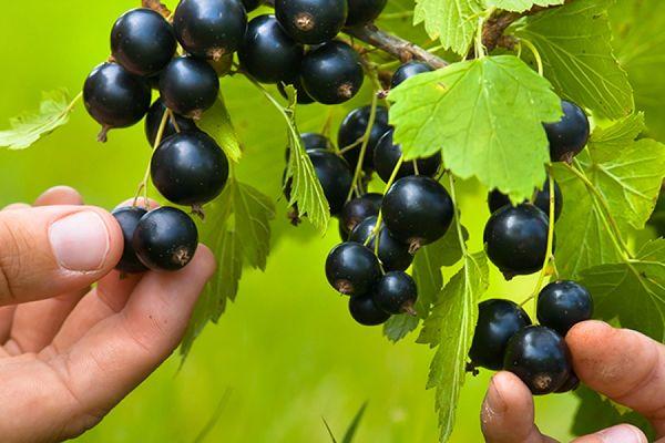 Description de la variété de cassis Binar, plantation et entretien